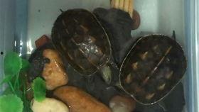 小乌龟吃瓜图片高清,高清画面展现夏日悠闲时光