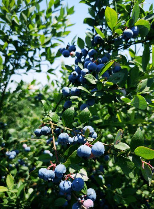 喜欢吃瓜的蓝莓,探寻美味与健康的完美结合