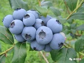 喜欢吃瓜的蓝莓,探寻美味与健康的完美结合