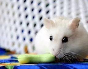 小老鼠偷瓜吃,一场趣味盎然的田园冒险