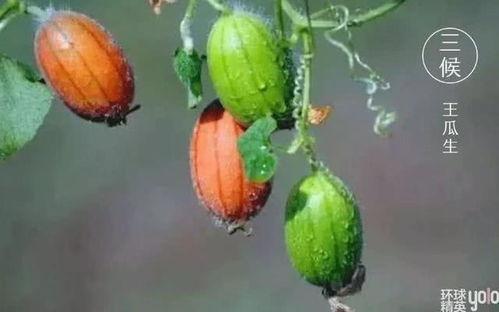 晚上吃生王瓜,探寻传统美食的独特魅力