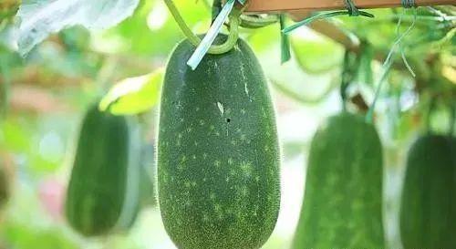 每日吃一个瓜,揭秘娱乐圈那些不为人知的秘密