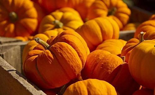 神瓜老了怎么吃,探索传统美食的无限可能