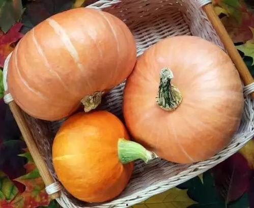 神瓜老了怎么吃,探索传统美食的无限可能