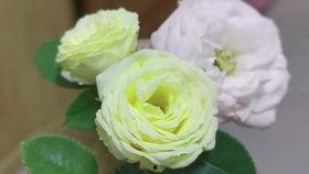 兔兔吃瓜图,萌态十足