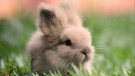 兔兔吃瓜图,萌态十足