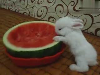 兔兔吃瓜图,萌态十足