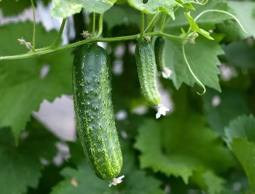 大家吃瓜要完整,揭秘娱乐圈那些不为人知的幕后故事